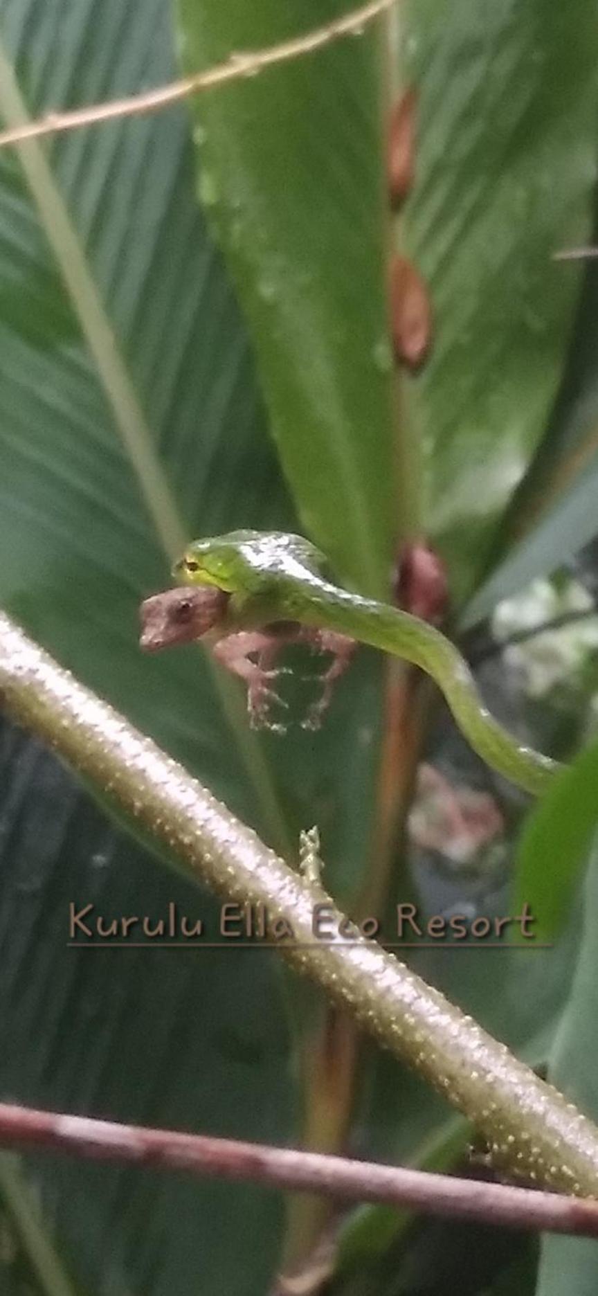 Sinharaja Kurulu Ella Eco Resort Deniyaya Luaran gambar