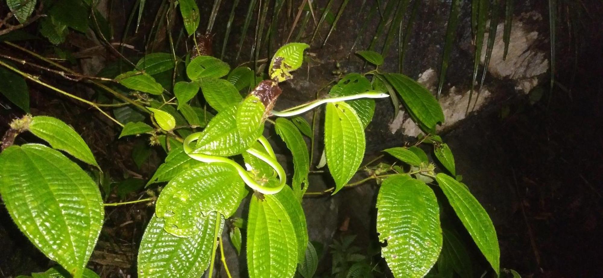 Sinharaja Kurulu Ella Eco Resort Deniyaya Luaran gambar