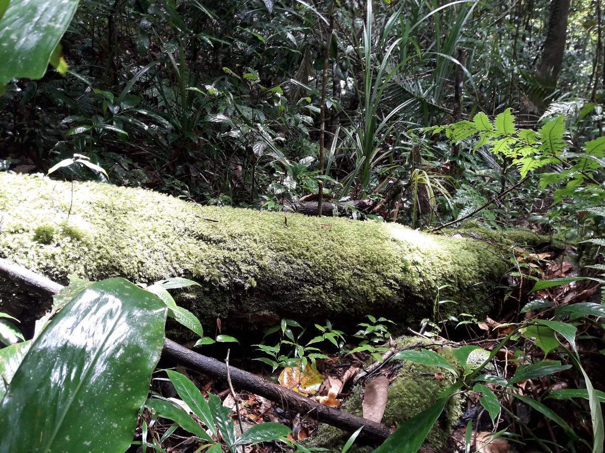 Sinharaja Kurulu Ella Eco Resort Deniyaya Luaran gambar