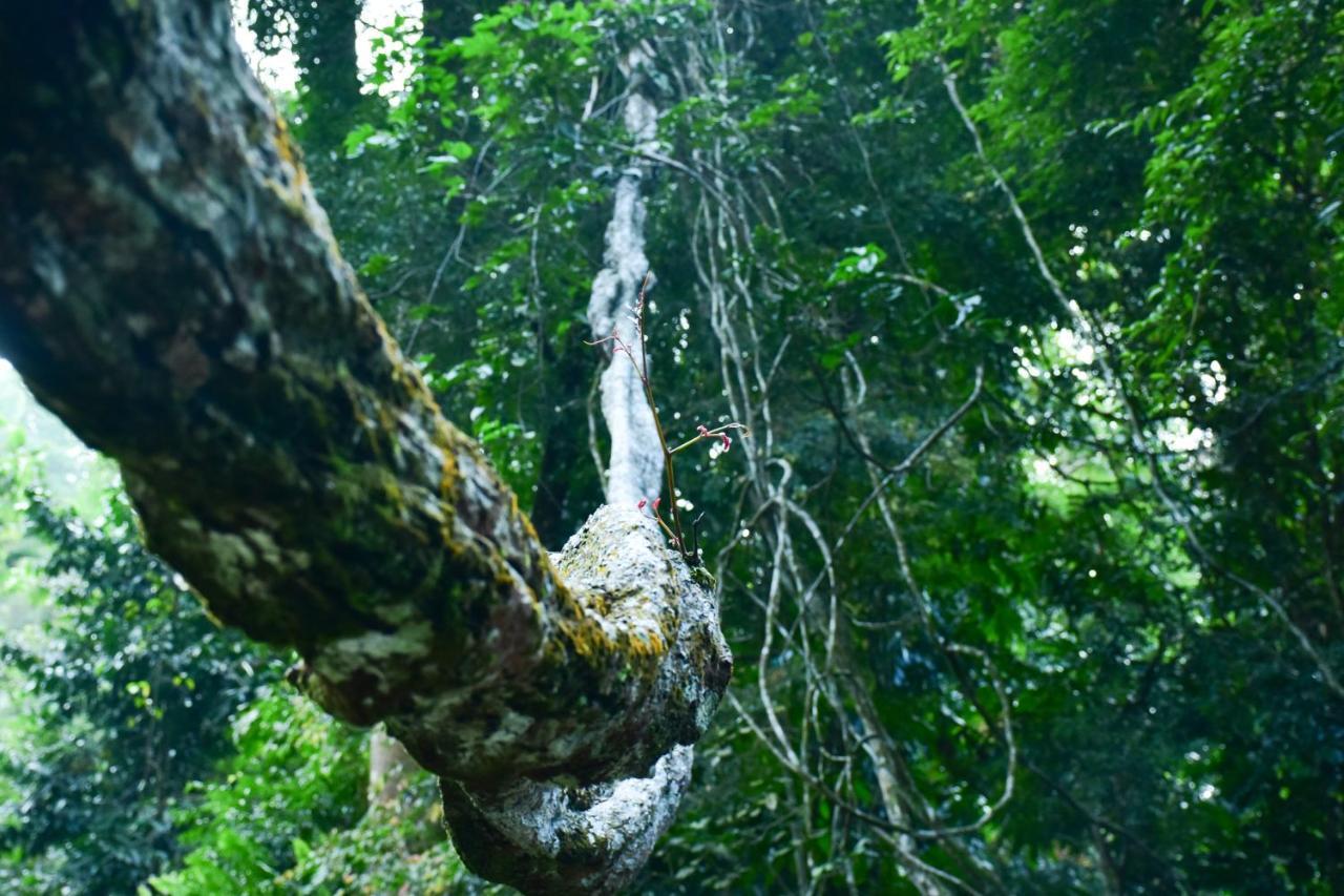Sinharaja Kurulu Ella Eco Resort Deniyaya Luaran gambar