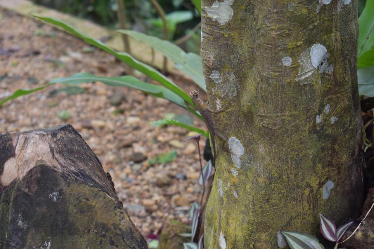 Sinharaja Kurulu Ella Eco Resort Deniyaya Luaran gambar