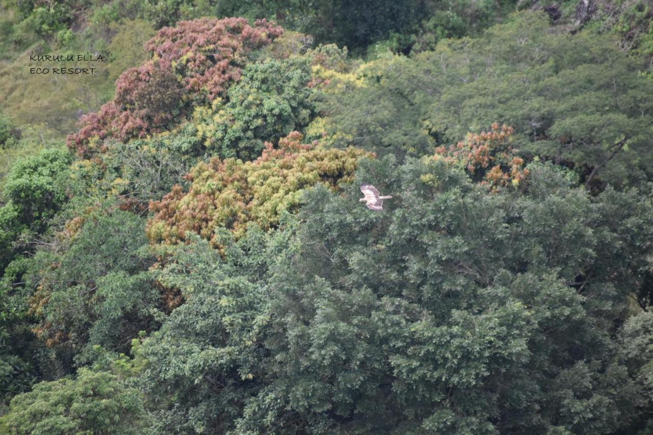 Sinharaja Kurulu Ella Eco Resort Deniyaya Luaran gambar