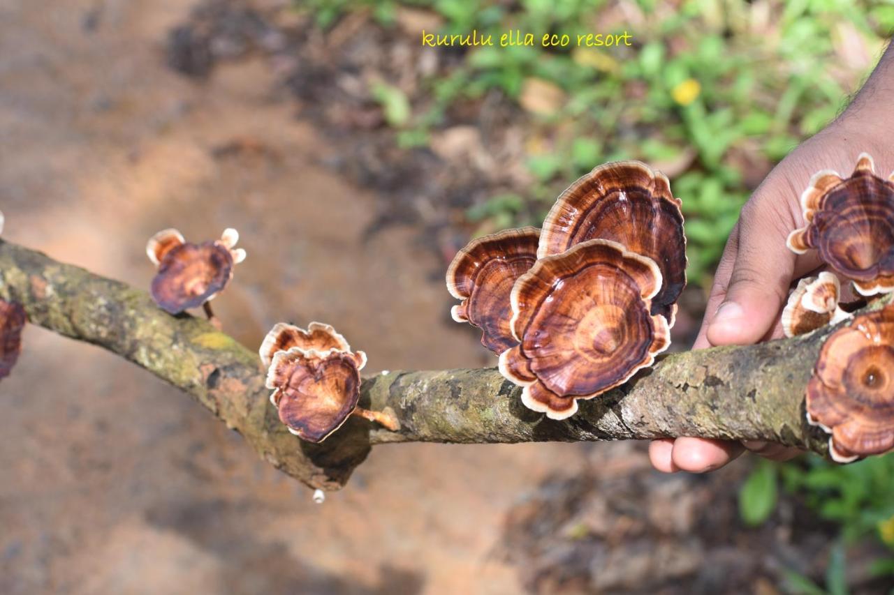 Sinharaja Kurulu Ella Eco Resort Deniyaya Luaran gambar