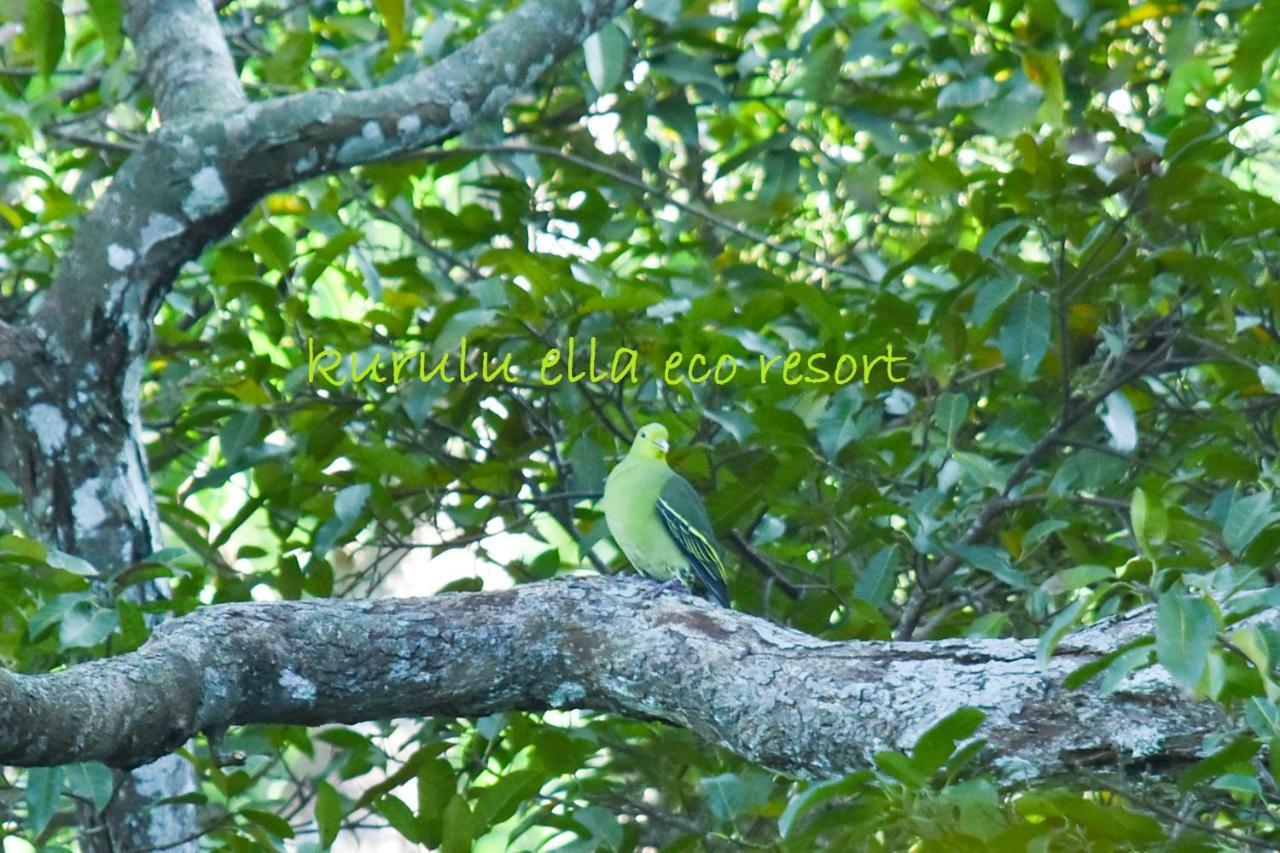 Sinharaja Kurulu Ella Eco Resort Deniyaya Luaran gambar